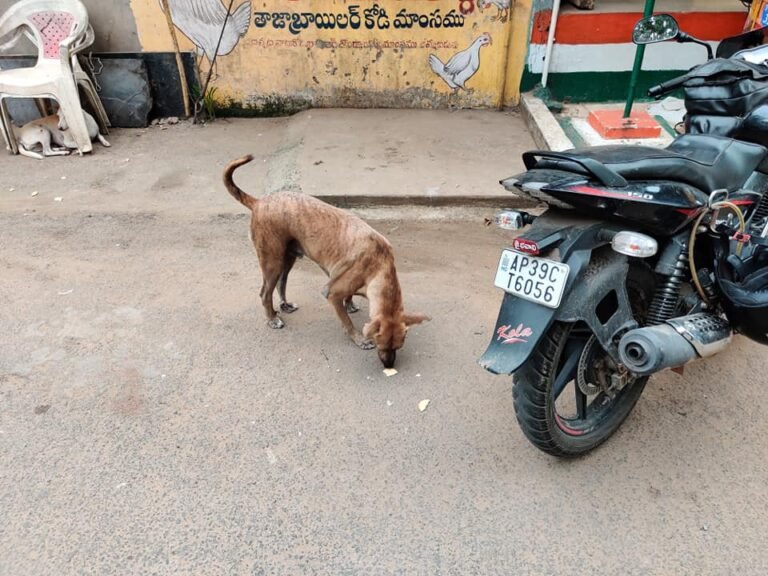 Surya Helping Hands